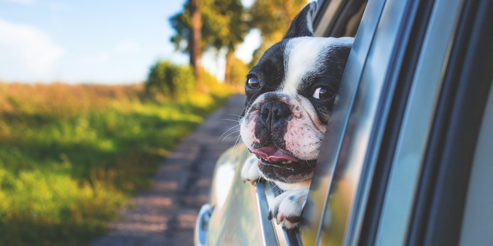 Hund im Auto transportieren - Korrekter Hundetransport, carwow