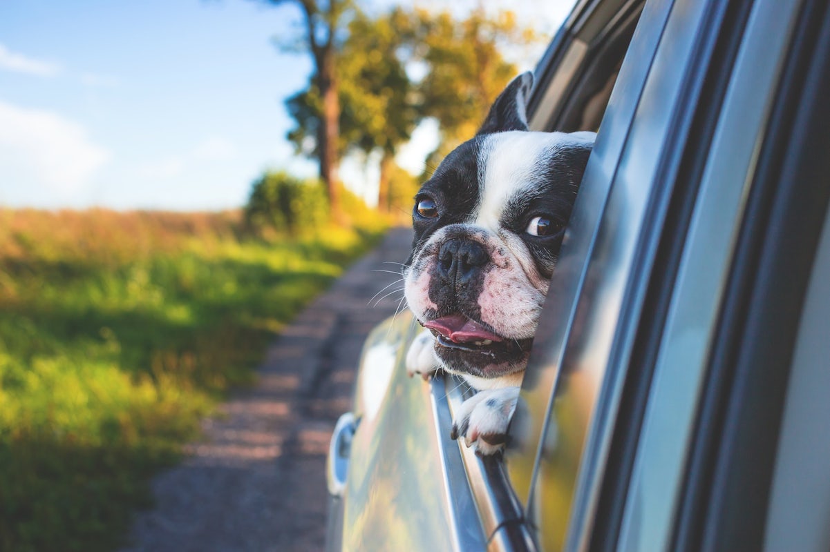 Hund im Auto verkehrssicher transportieren