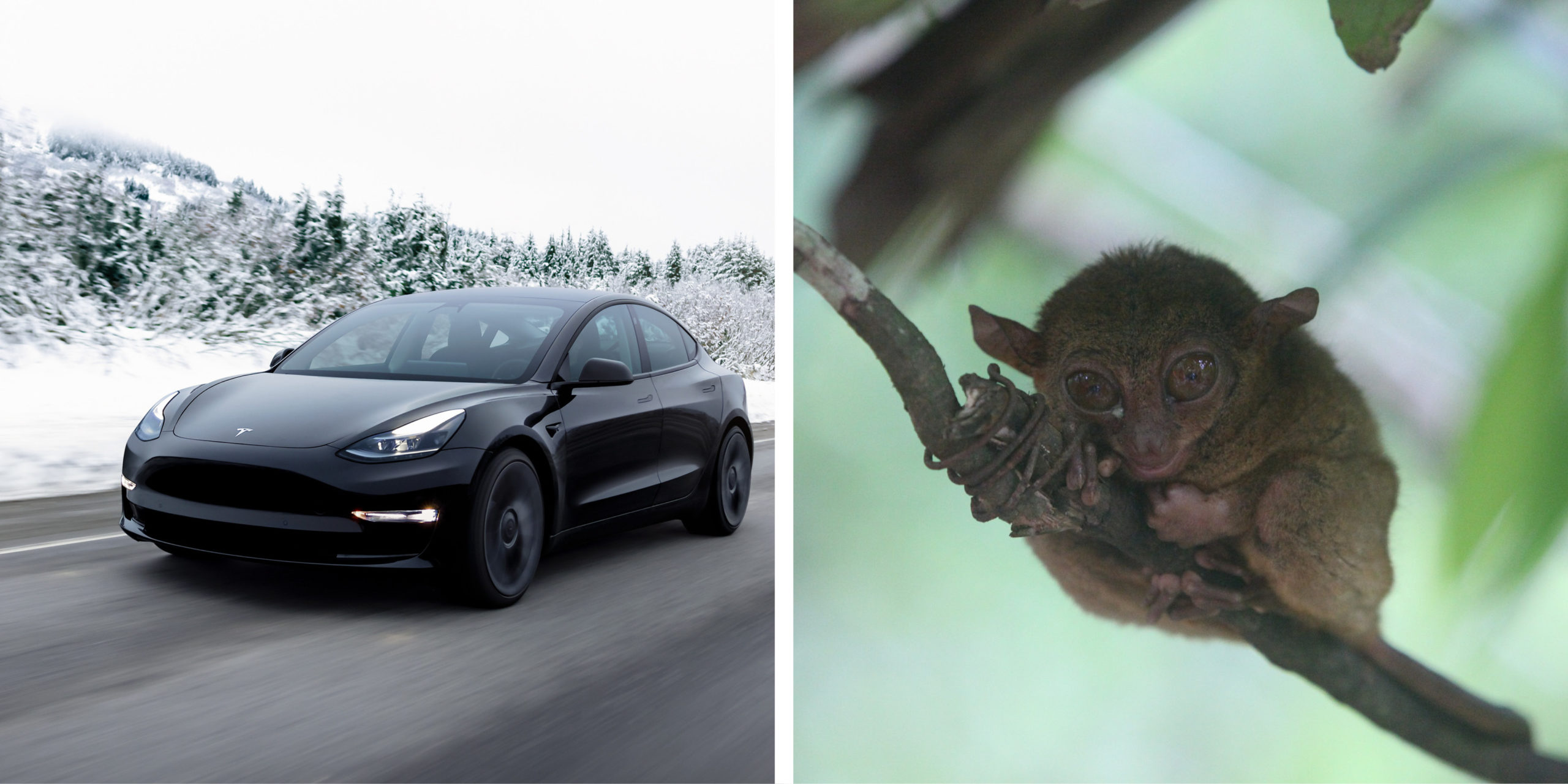 Tesla und Koboldmaki