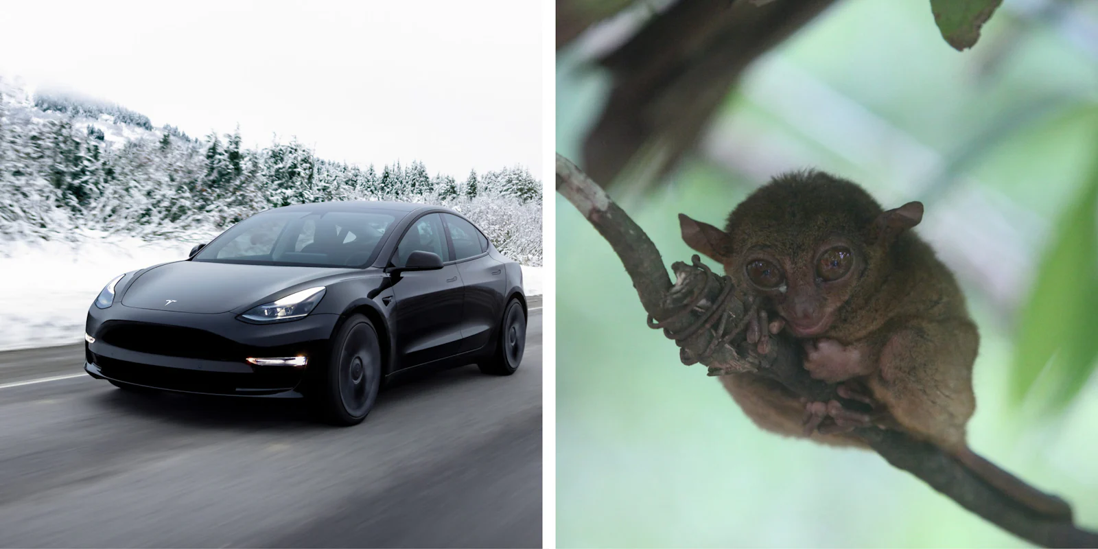 Tesla und Koboldmaki